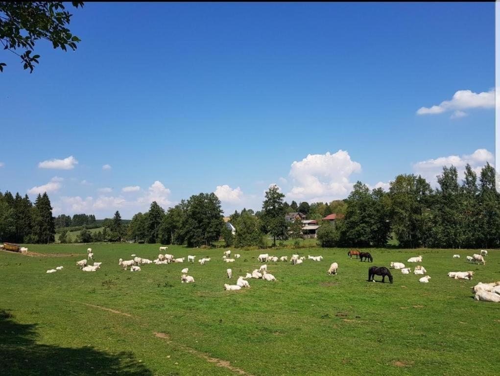 Landgasthof Gruener Baum Regnitzlosau 外观 照片